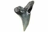 Snaggletooth Shark (Hemipristis) Tooth - South Carolina #270029-1